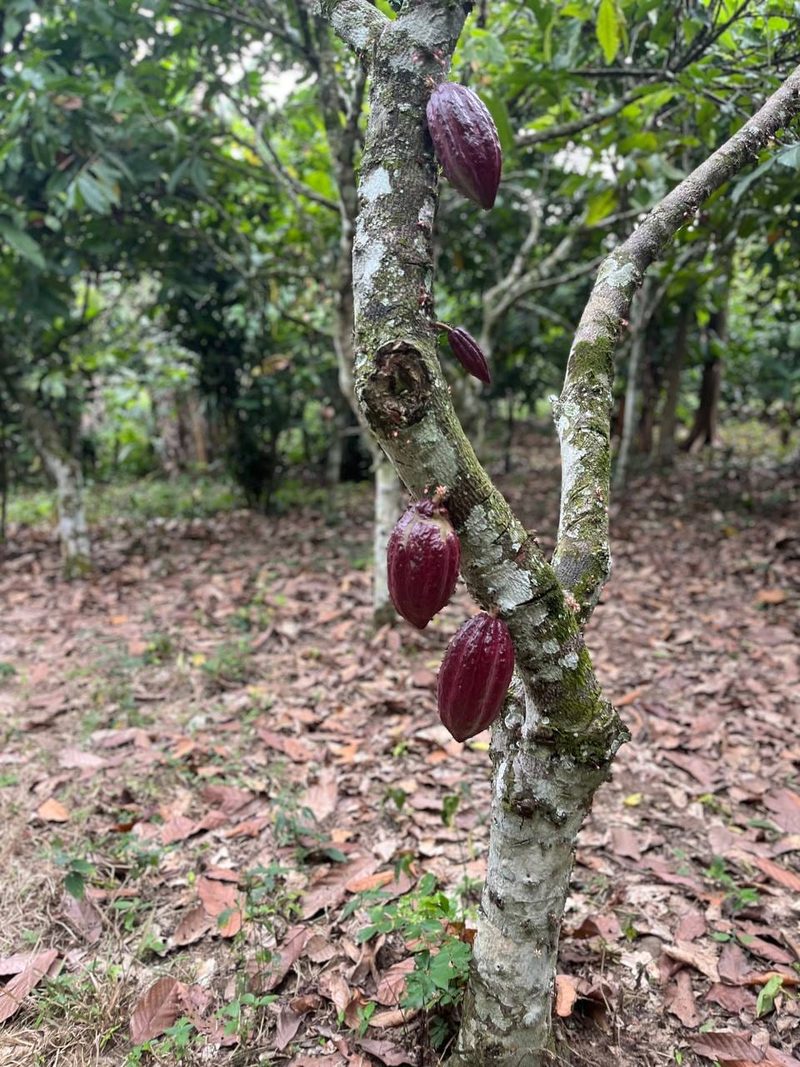 Deep purple cocoa pods growing directly from the trunk and branches of a cocoa tree