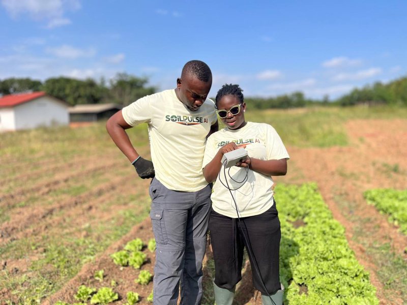 Two members of the SoilPulse team in branded T-shirts check a reading on the device in a lettuce field