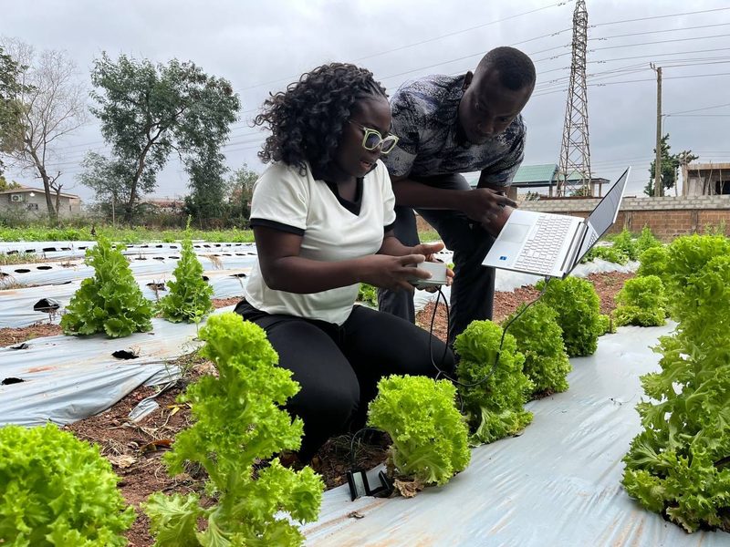 A SoilPulse team member takes a sensor reading among lettuce beds while a colleague checks the data on a laptop